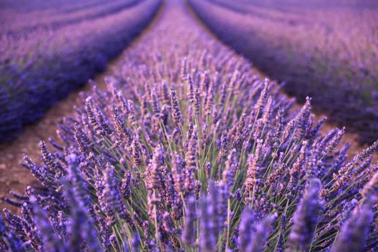 lavender-field-farm-1080x720-1